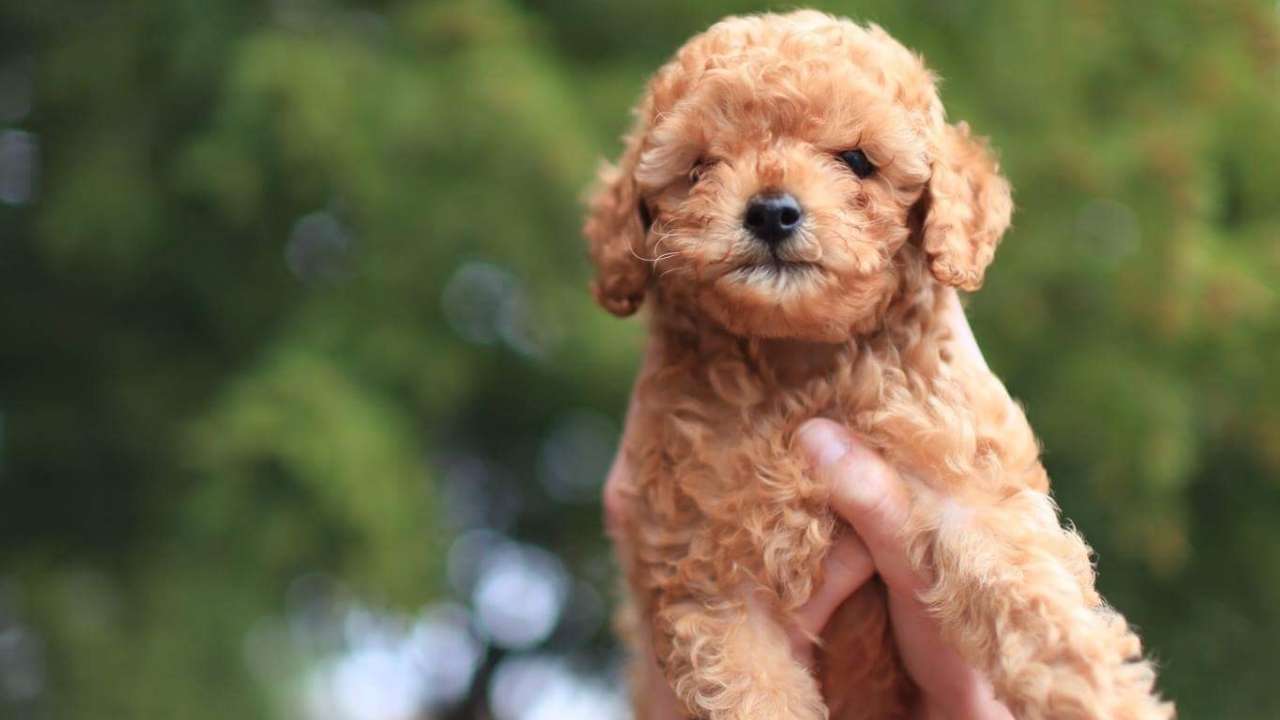 Miniature Poodle