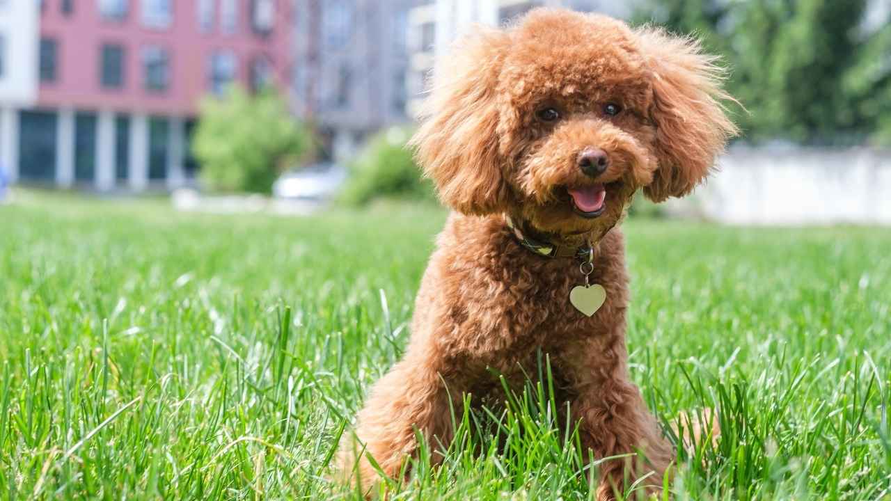 Miniature Poodle