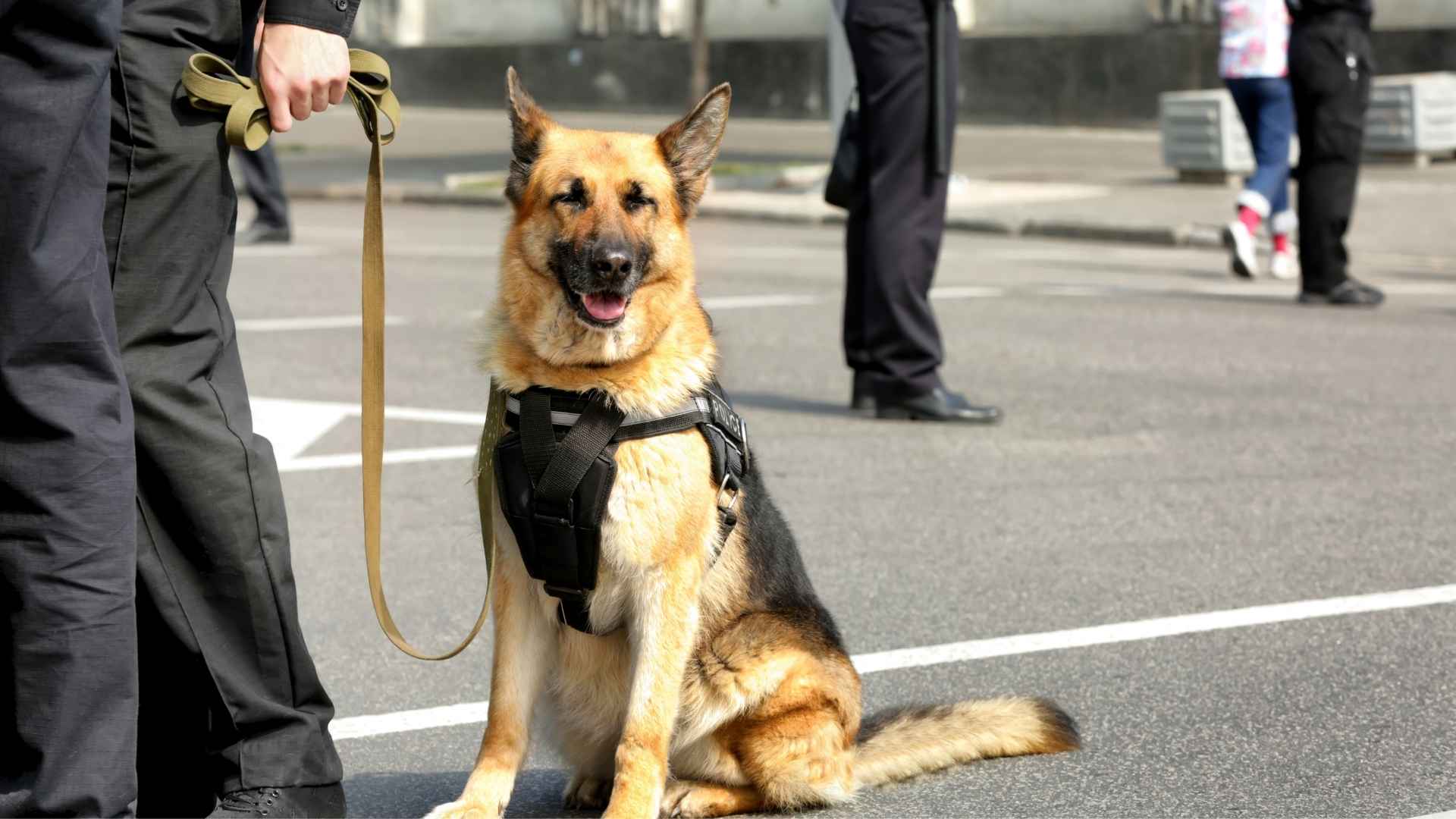 Trainable Guard Dogs