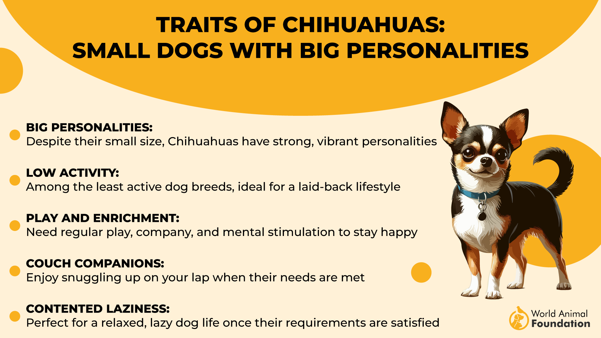 Traits of Chihuahuas Small Dogs with Big Personalities-01