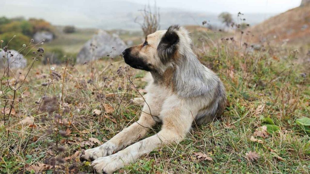 Alabai (Central Asian Shepherd Dog)