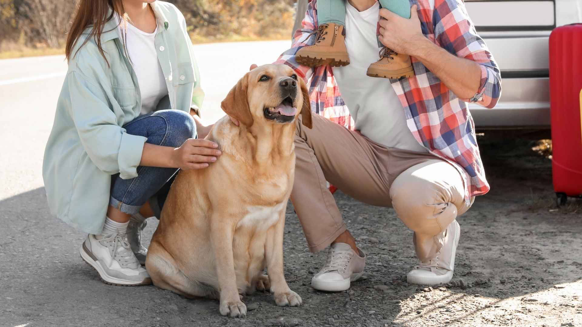 Very Social Dog Breeds