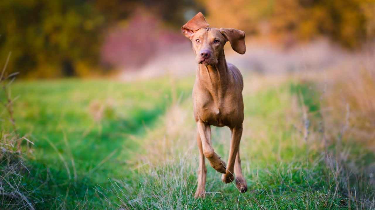 Vizsla