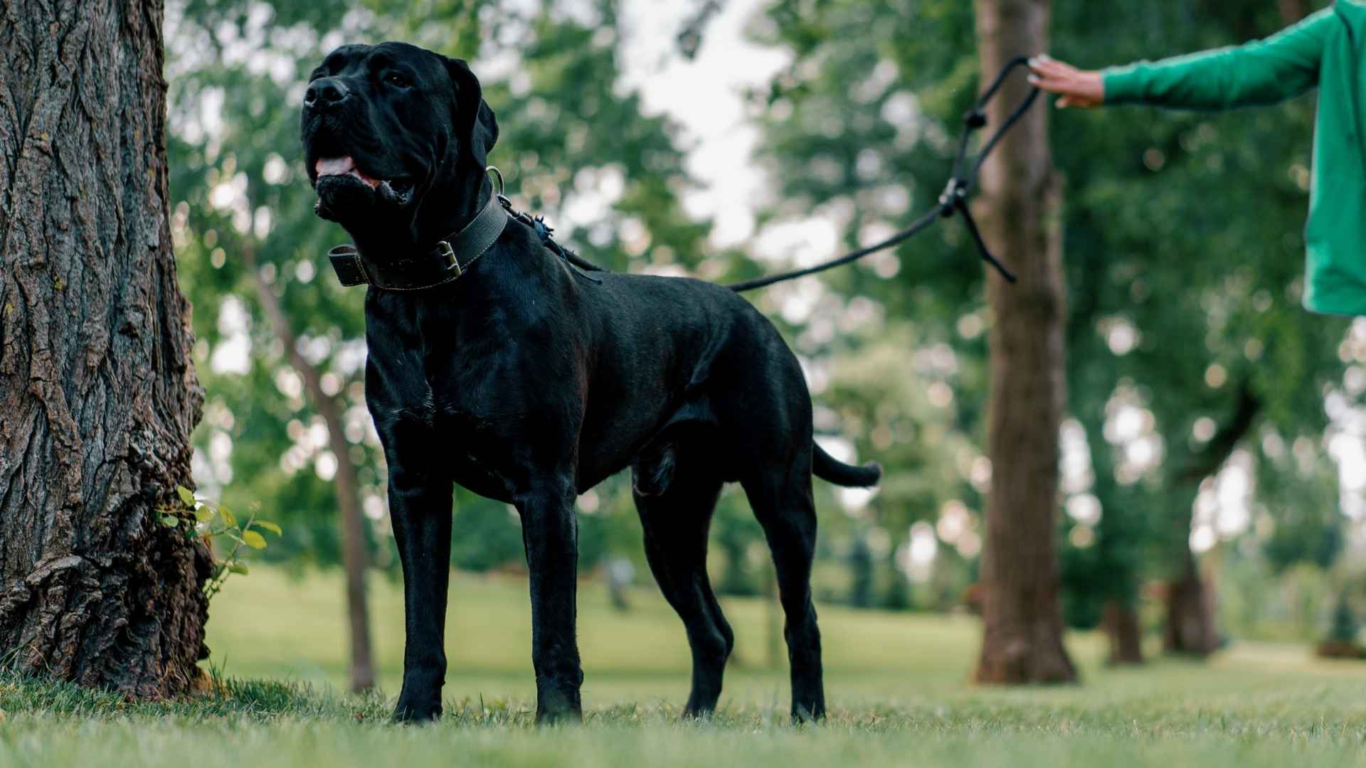 Watchdog Giant Dog