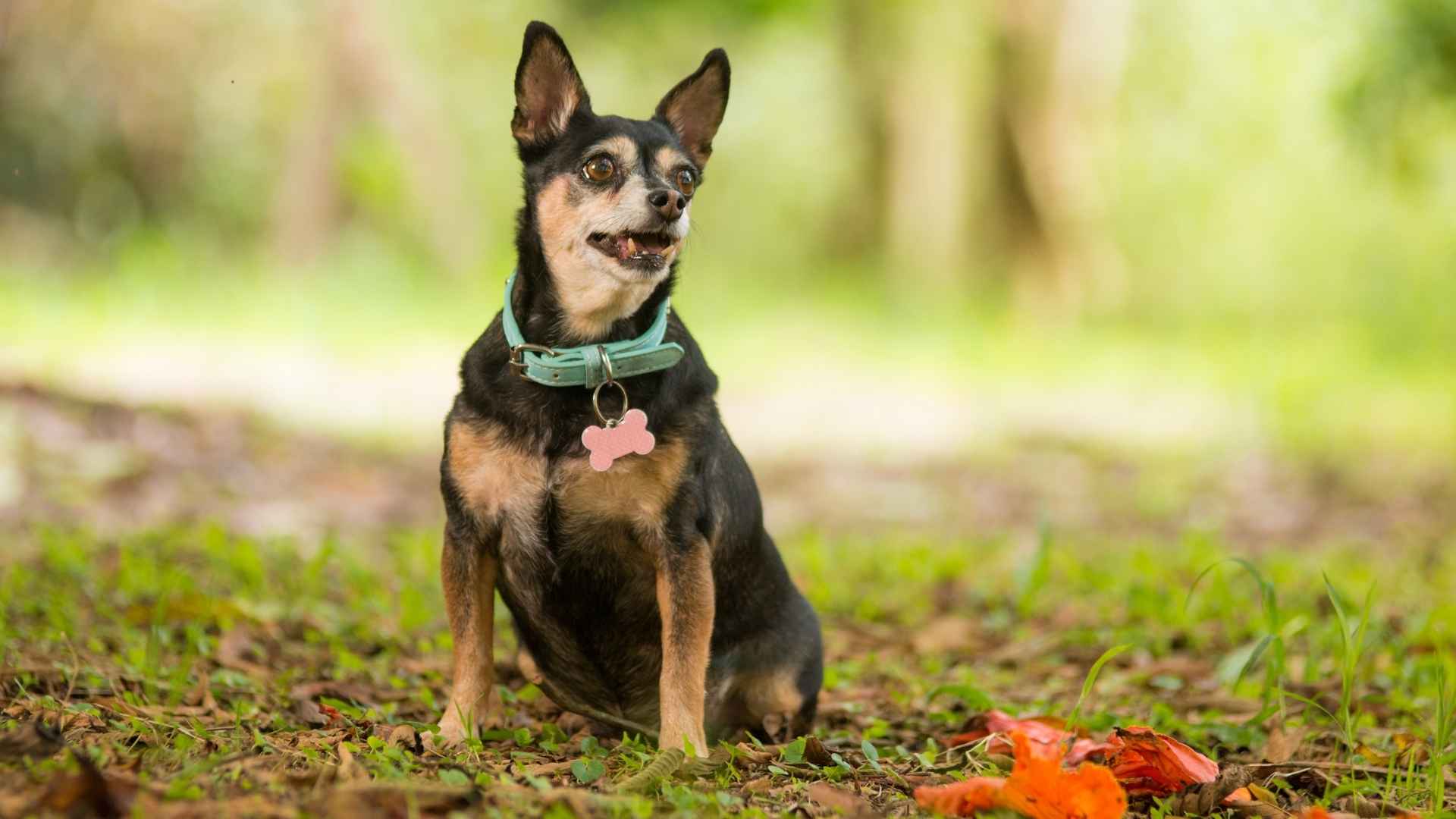 Watchdog Miniature Dog