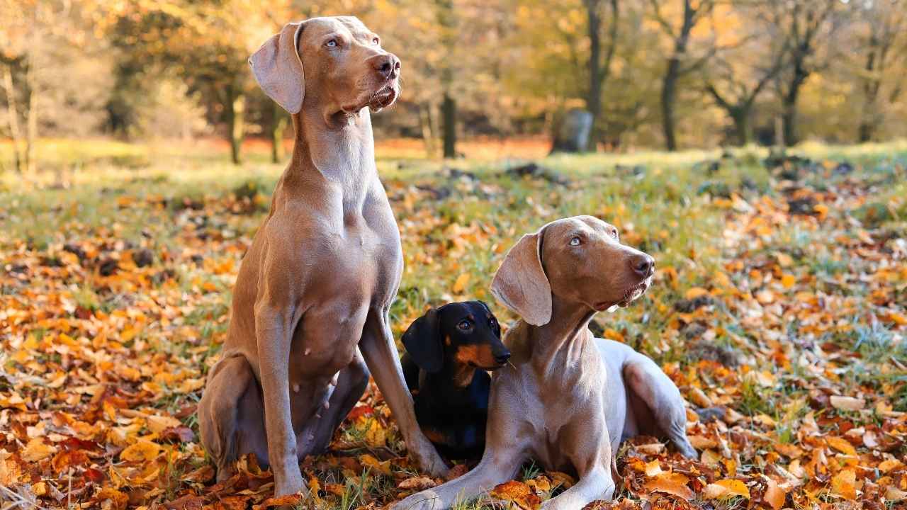 Weimaraner