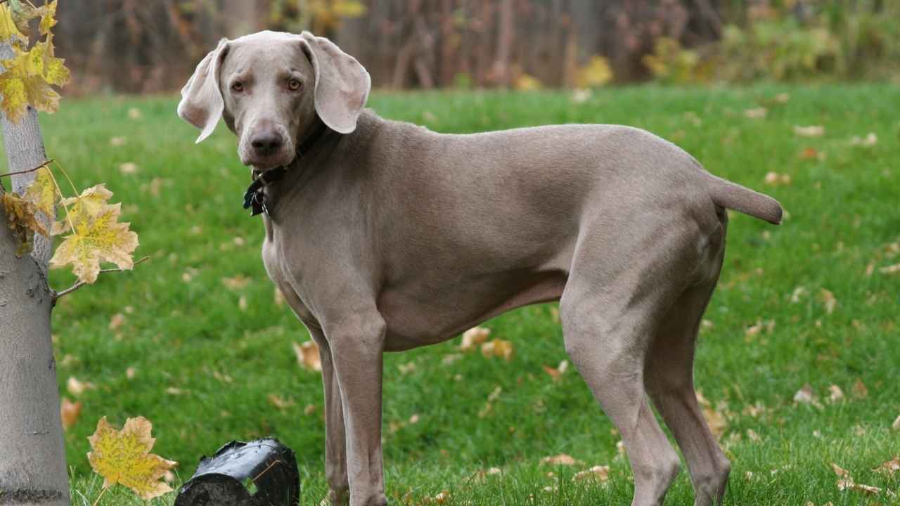 Weimaraner