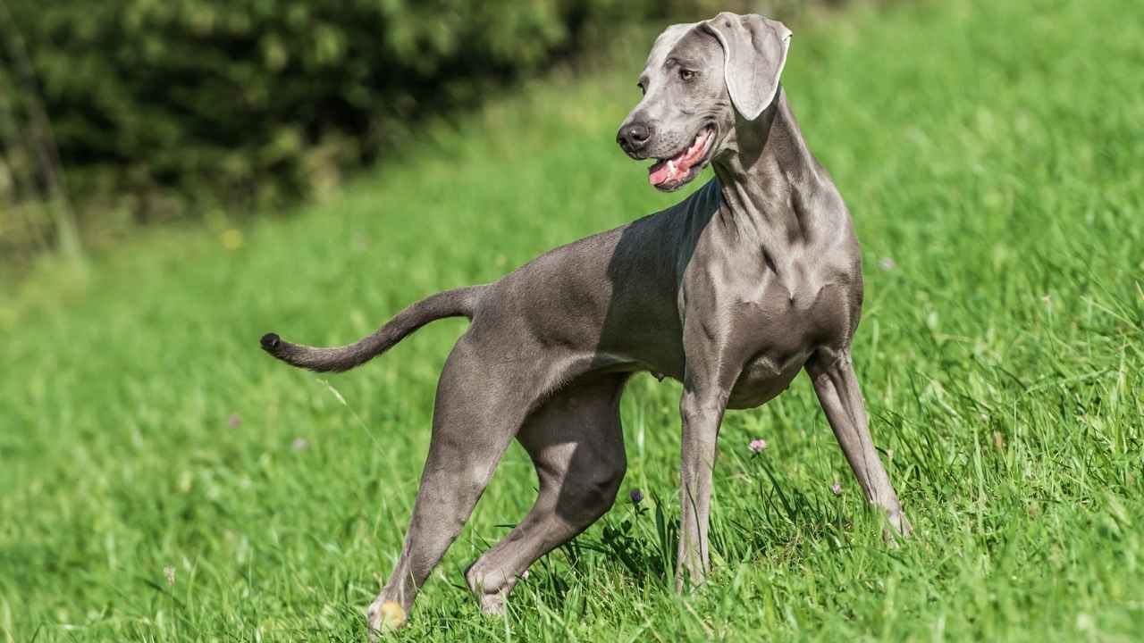 Weimaraner