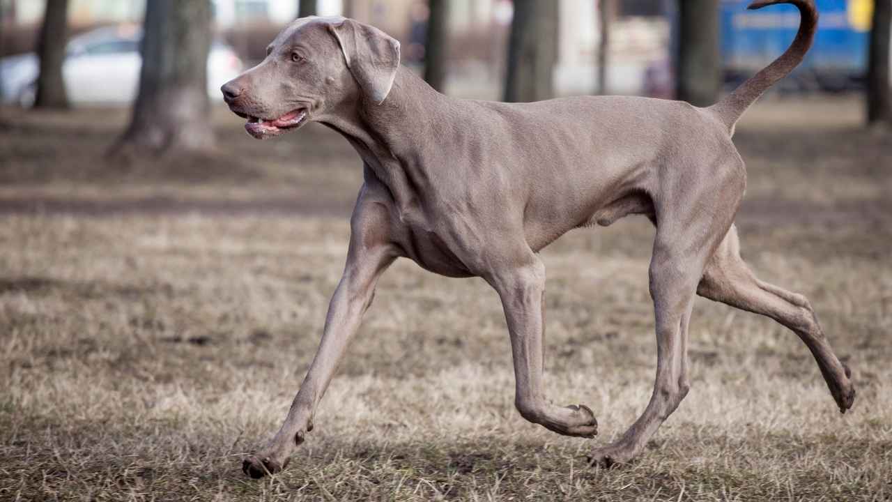 Weimaraner