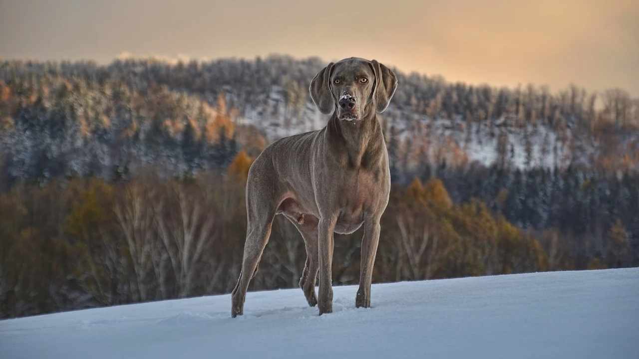 Weimaraner