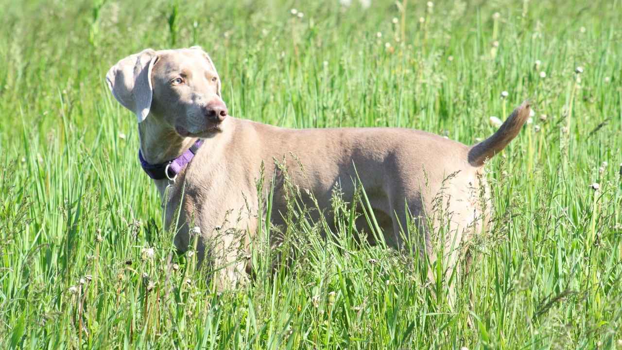 Weimaraner