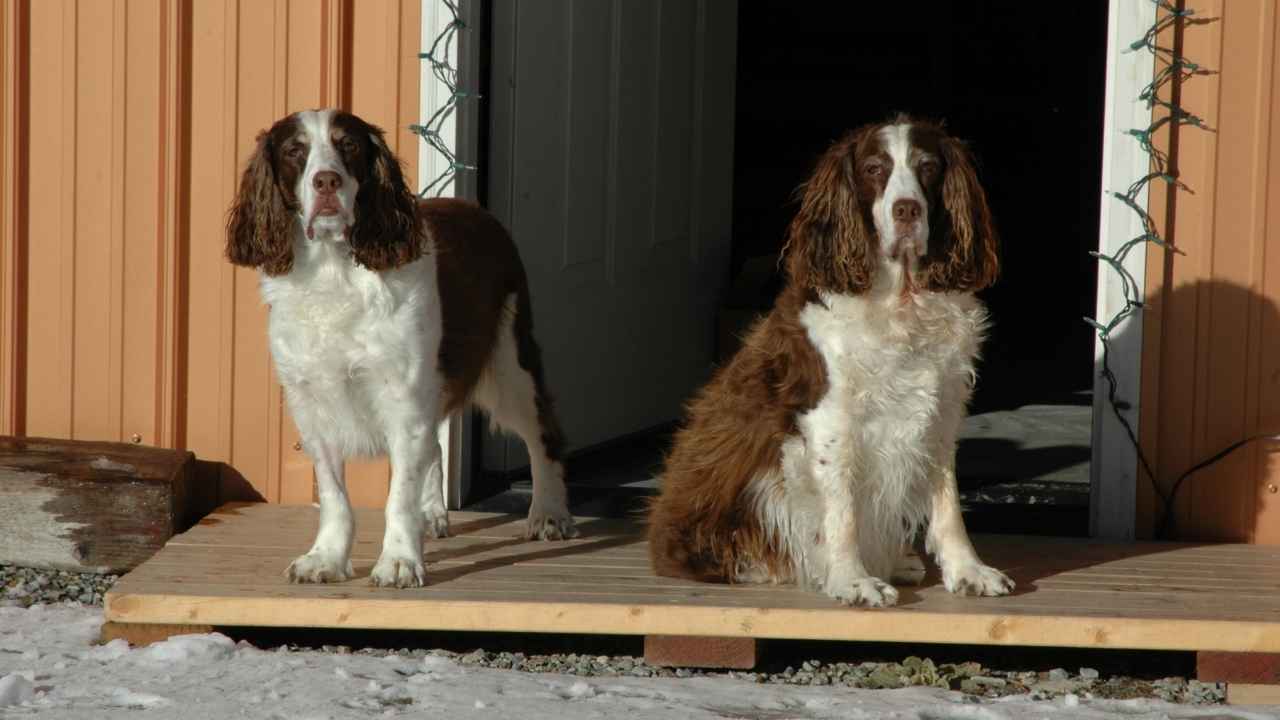 Welsh Springer Spaniel