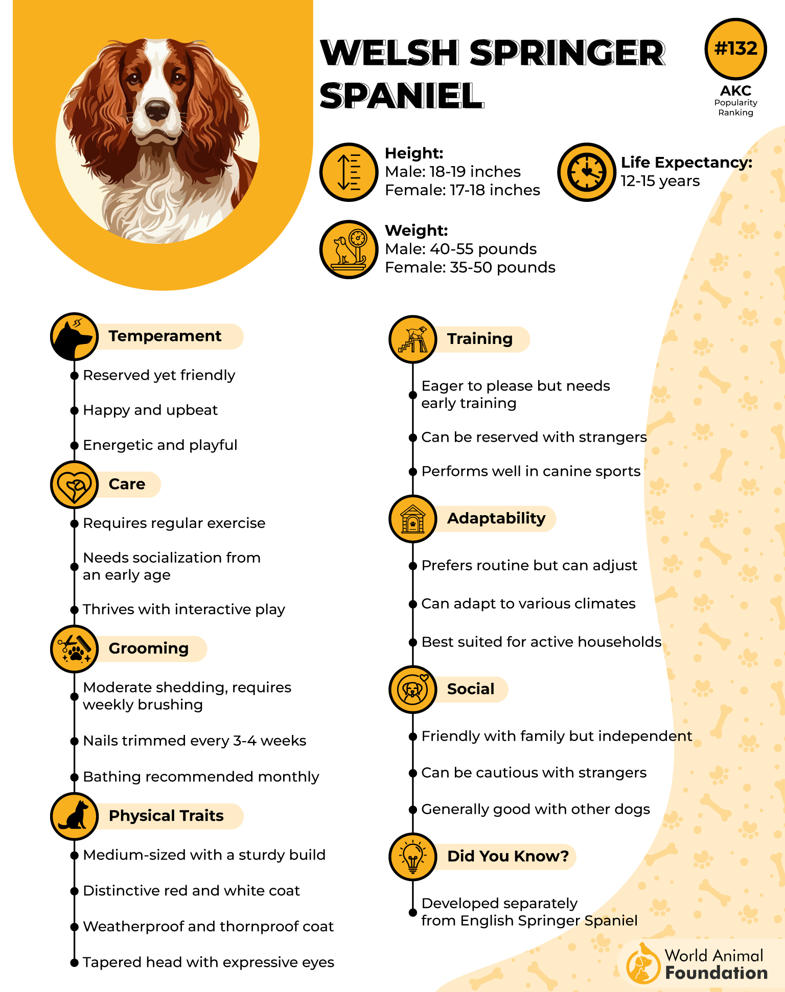 Welsh Springer Spaniel Profile