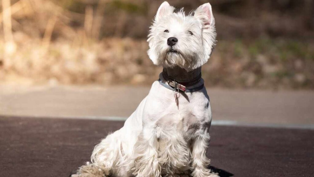 West Highland Terrier