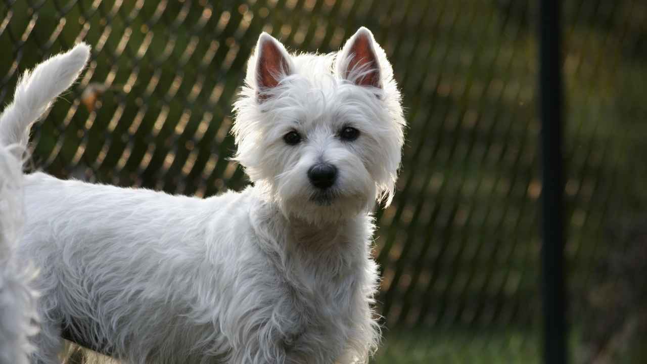 West Highland White Terrier