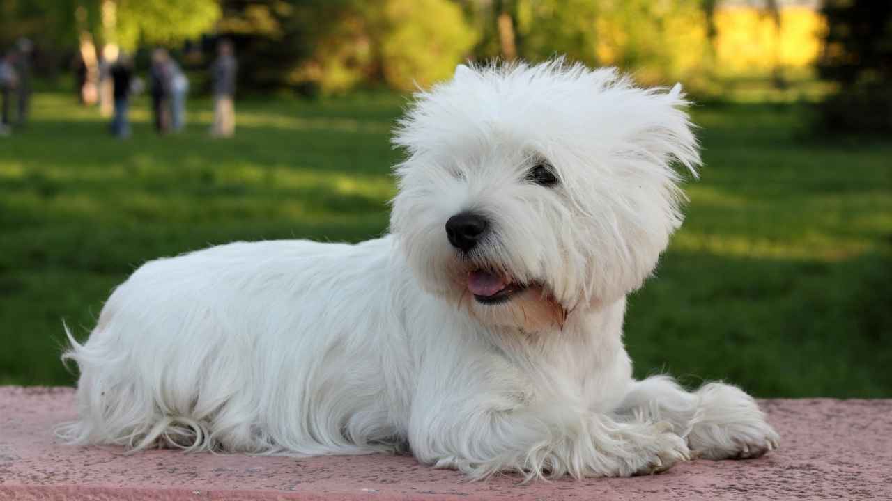 West Highland White Terrier