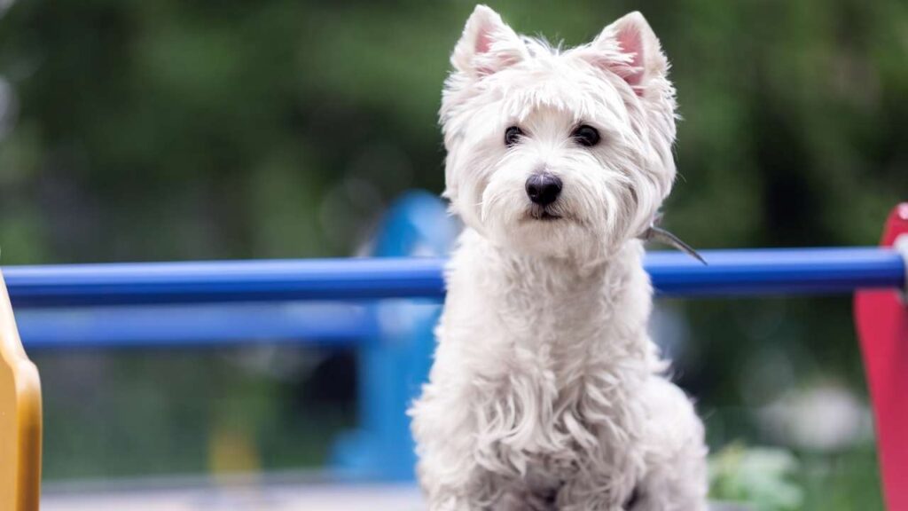 West Highland Terrier