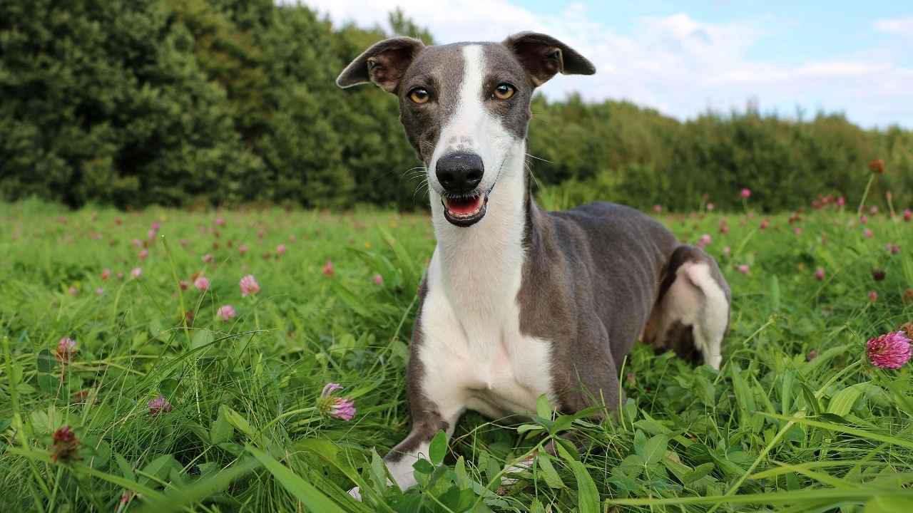 Whippet