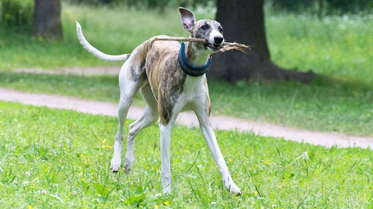 Whippet