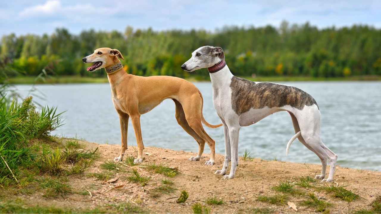 Whippet