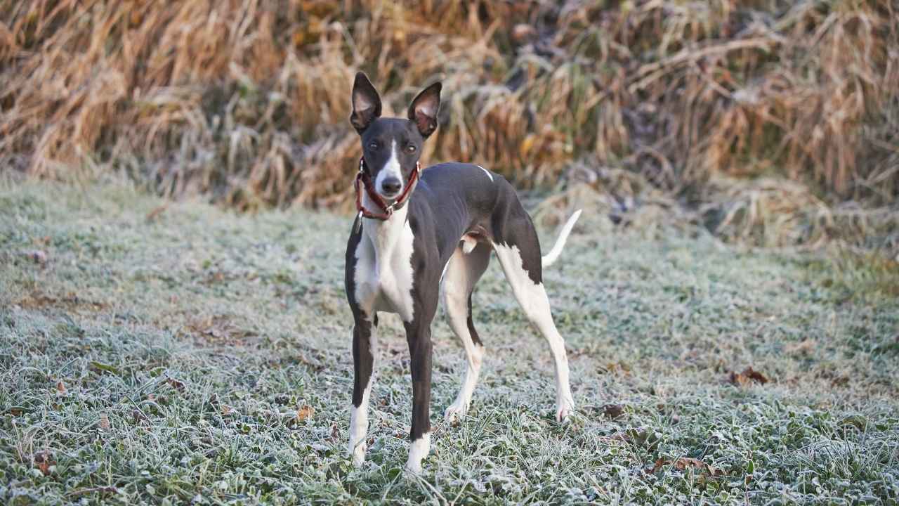 Whippet