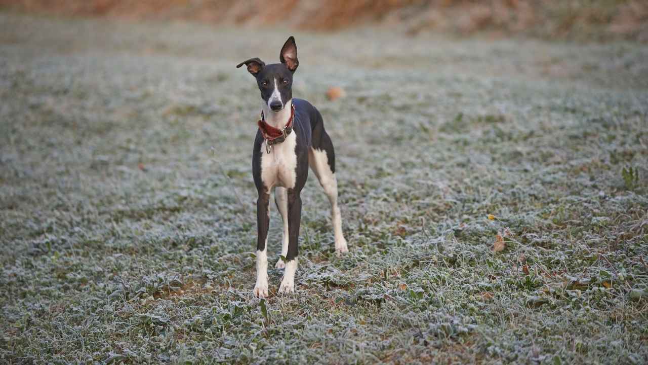 Whippet