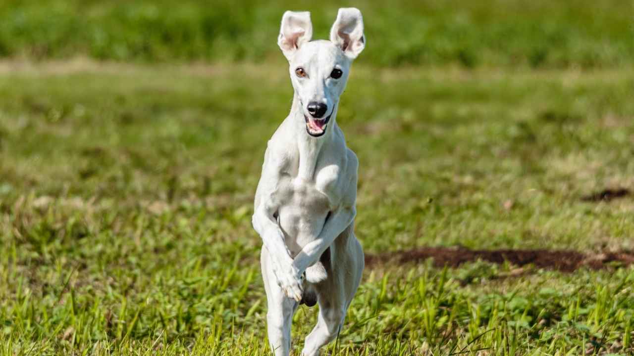 Whippet