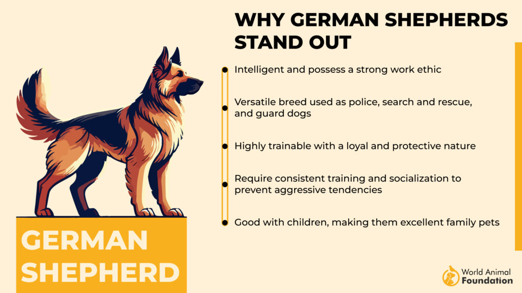 Why German Shepherds Stand Out 01 29