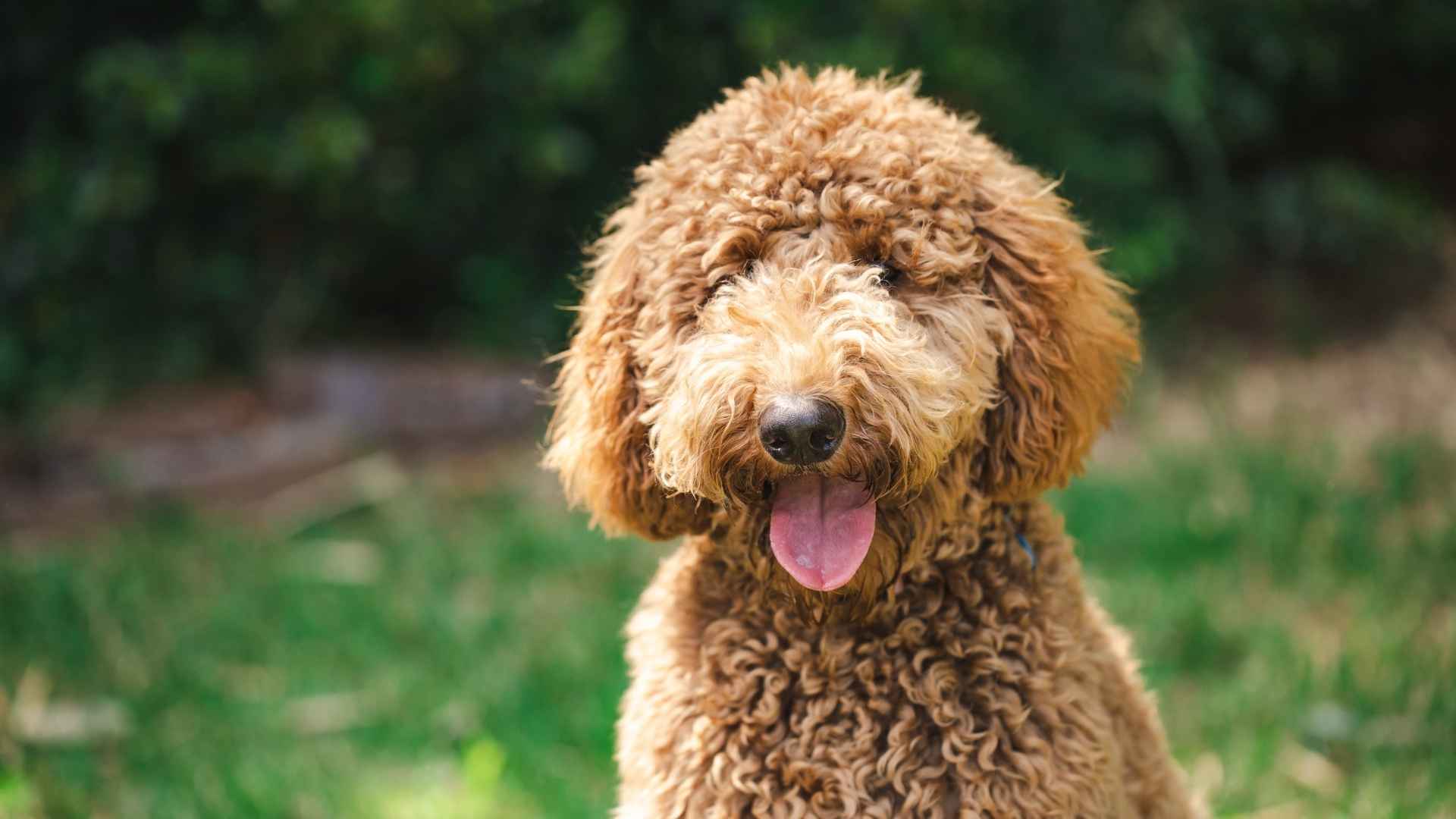 Wire Coat Dog