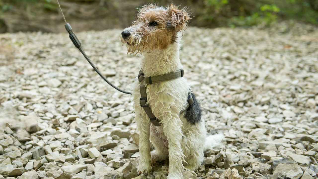 Wire Fox Terrier