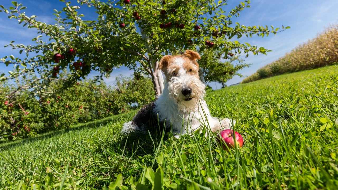 Wire Fox Terrier