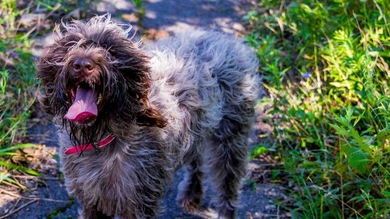 Wirehaired Pointing Griffon