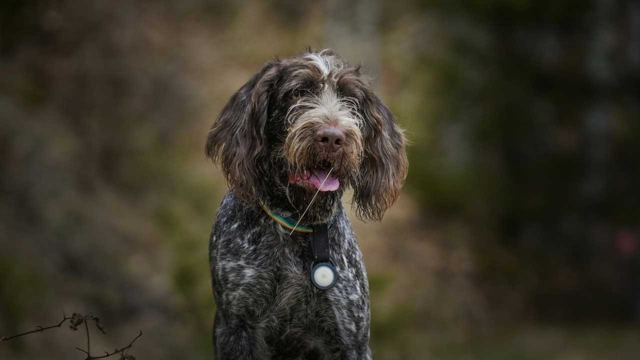 Wirehaired Pointing Griffon