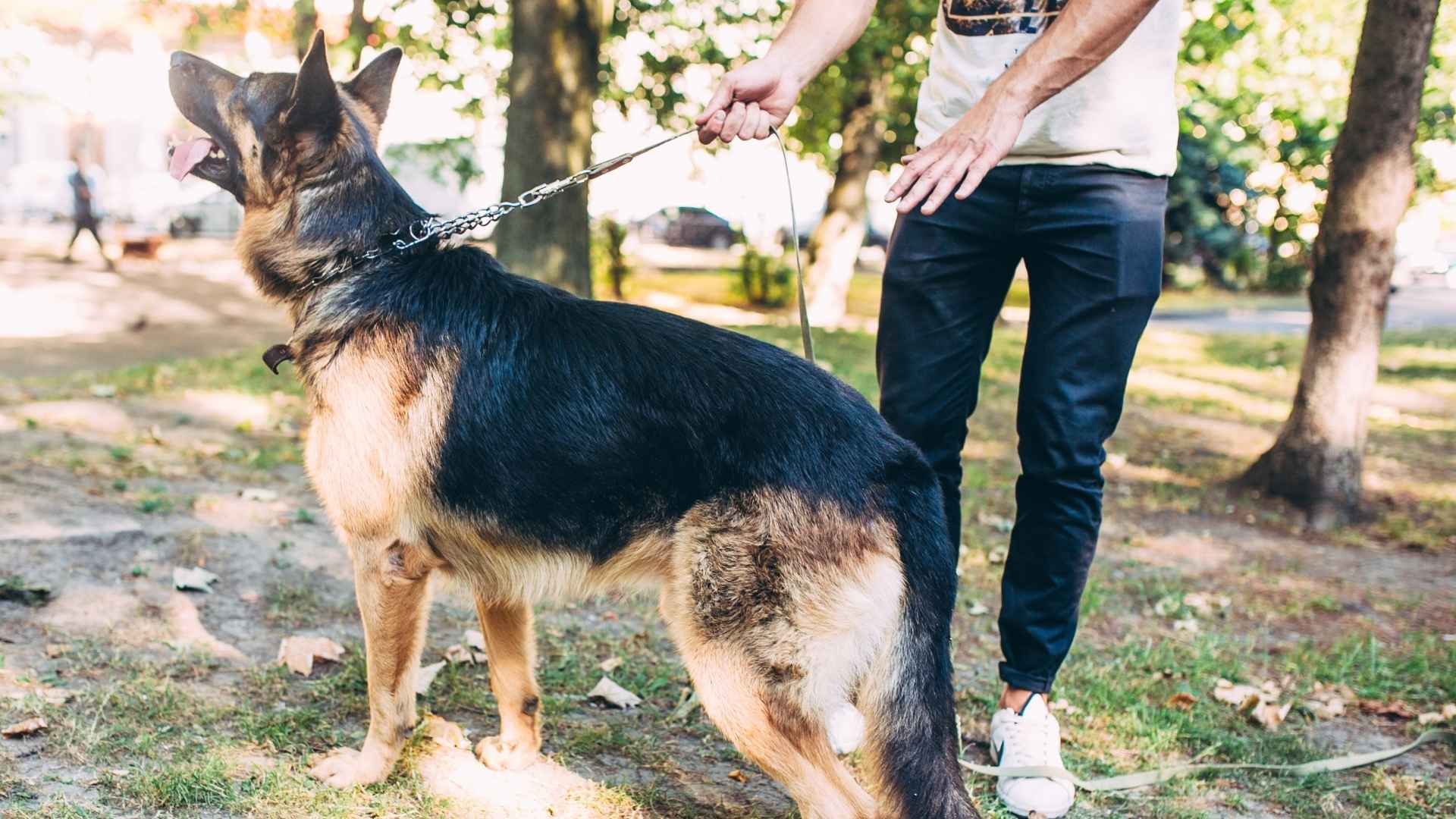 XL Dog Breeds for Big Dog Lovers