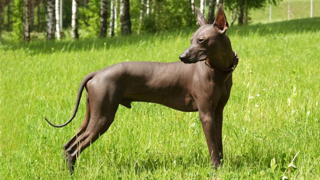 Xoloitzcuintle