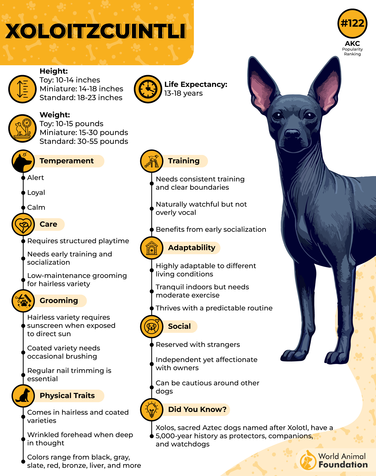 Xoloitzcuintli Profile