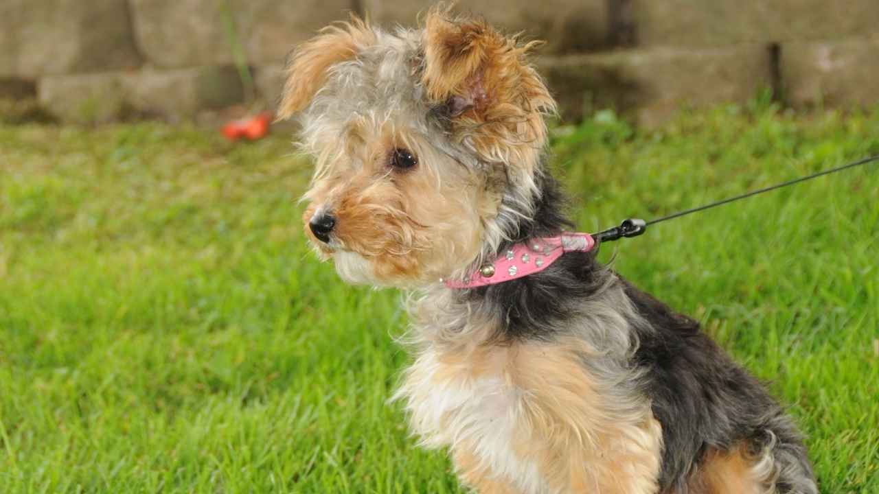 Yorkipoo