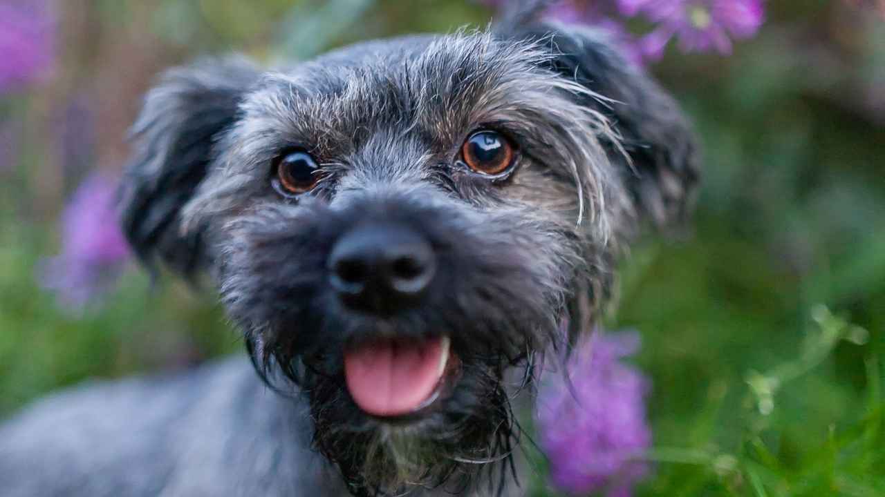 Yorkipoo