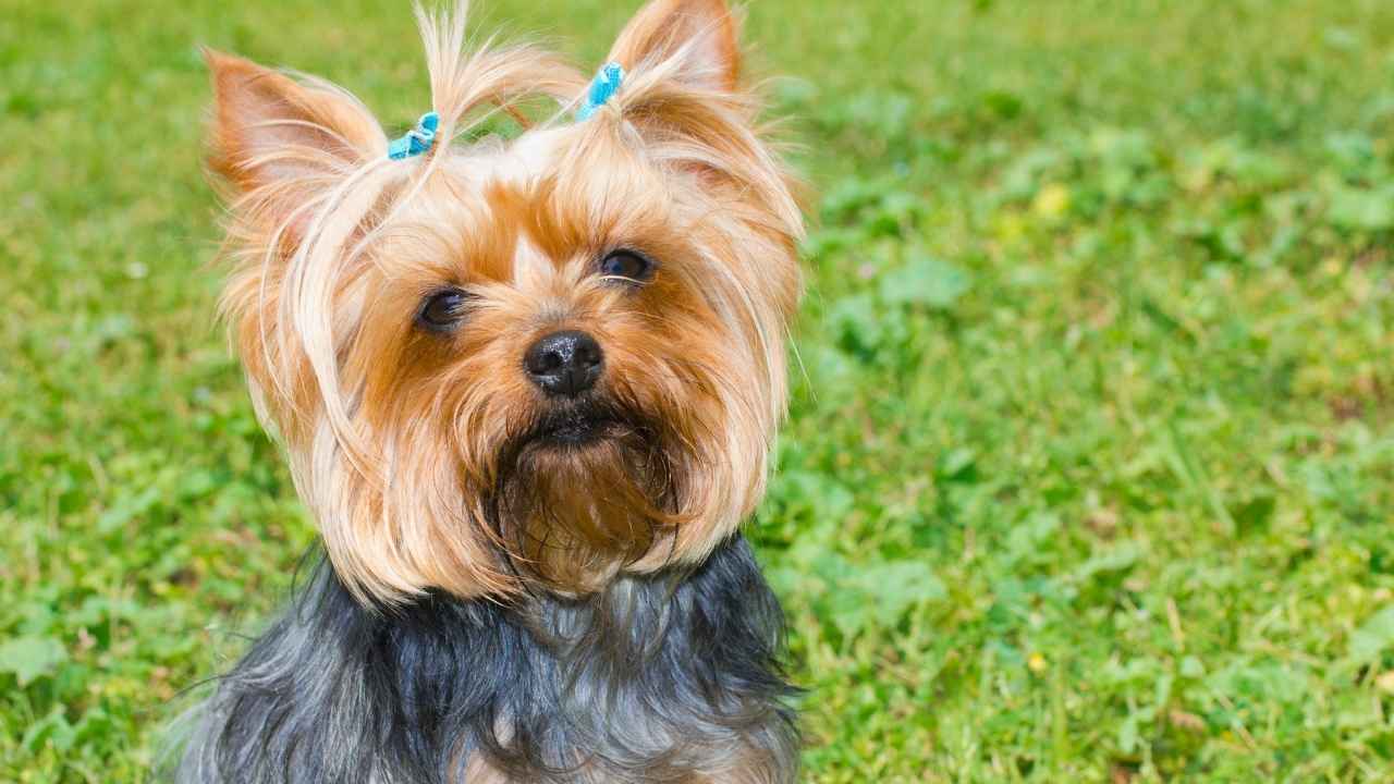 Yorkshire Terrier