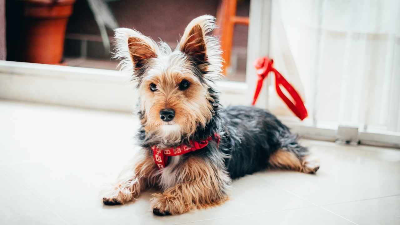 Yorkshire Terrier