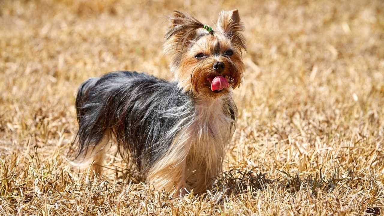 Yorkshire Terrier