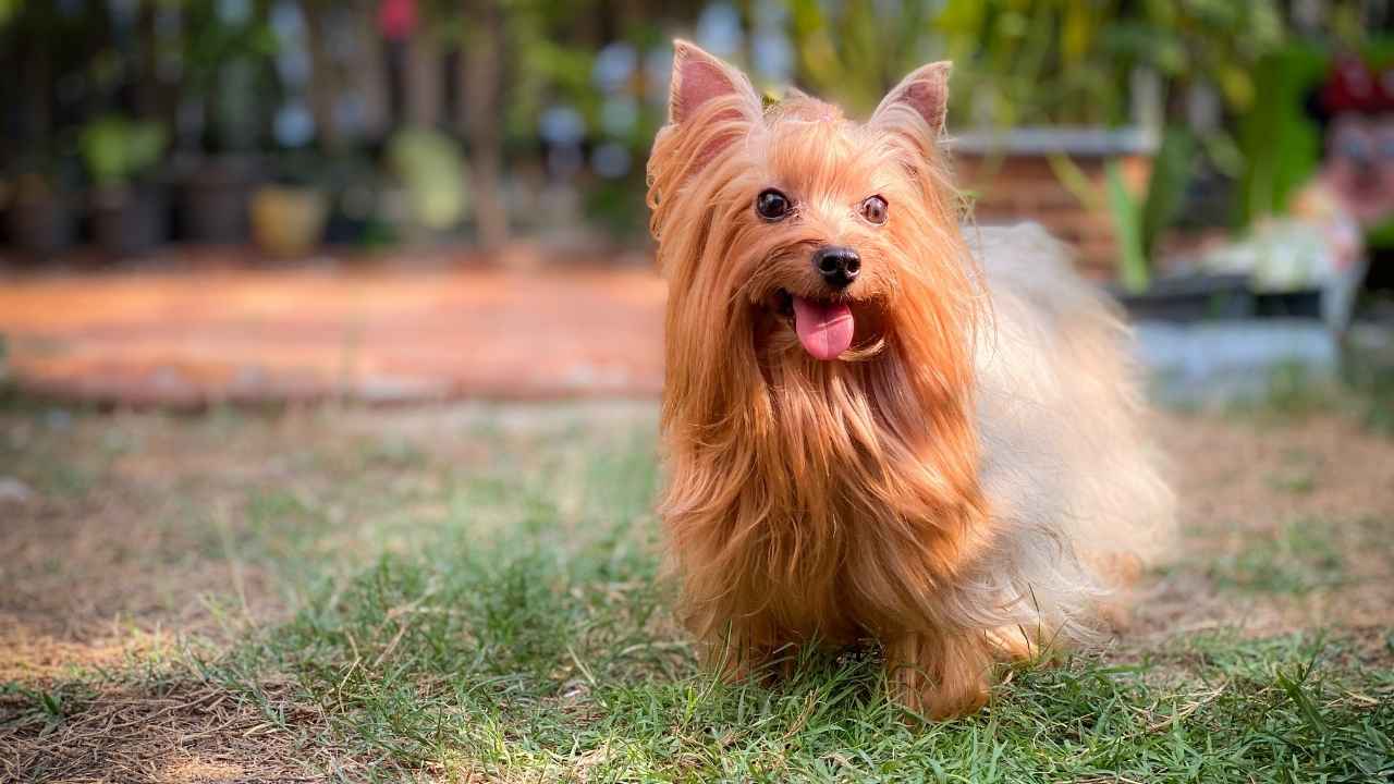 Yorkshire Terrier