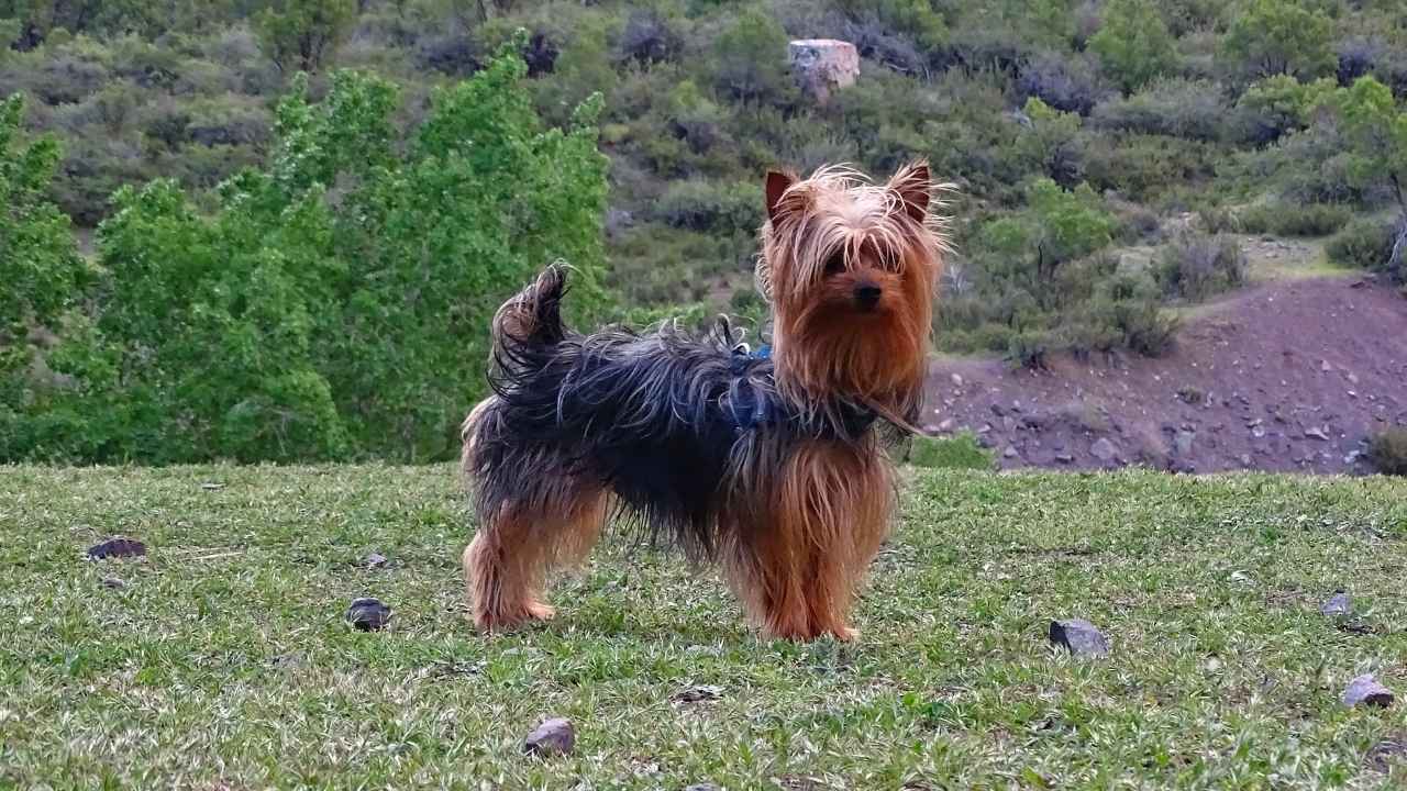 Yorkshire Terrier