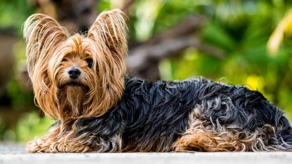 Yorkshire Terrier 