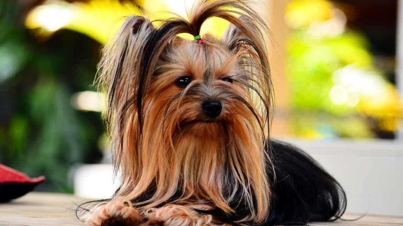 Yorkshire Terrier