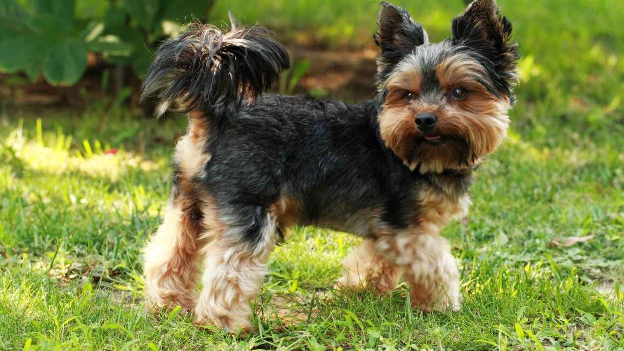 Yorkshire Terrier