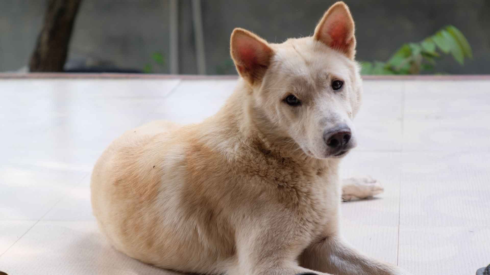 Canaan Dog