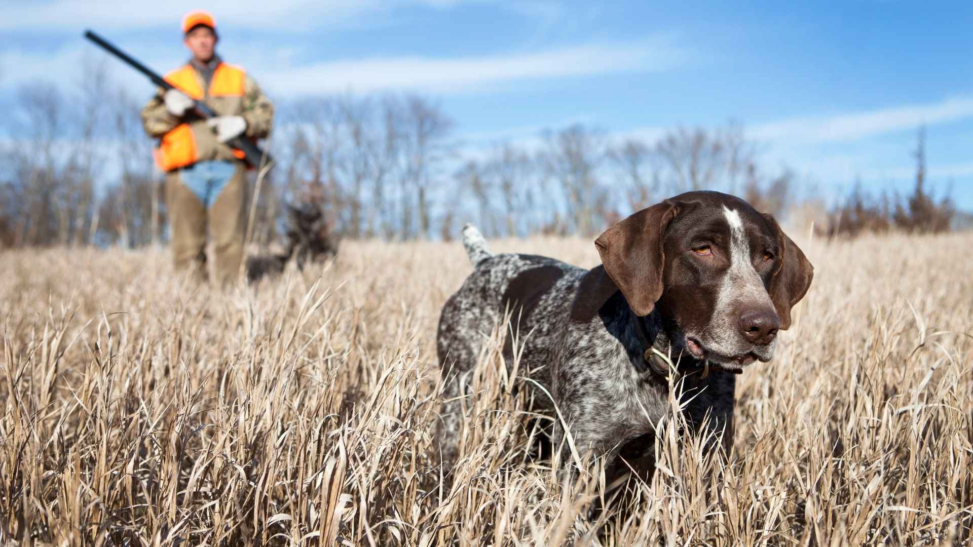 hunting dog