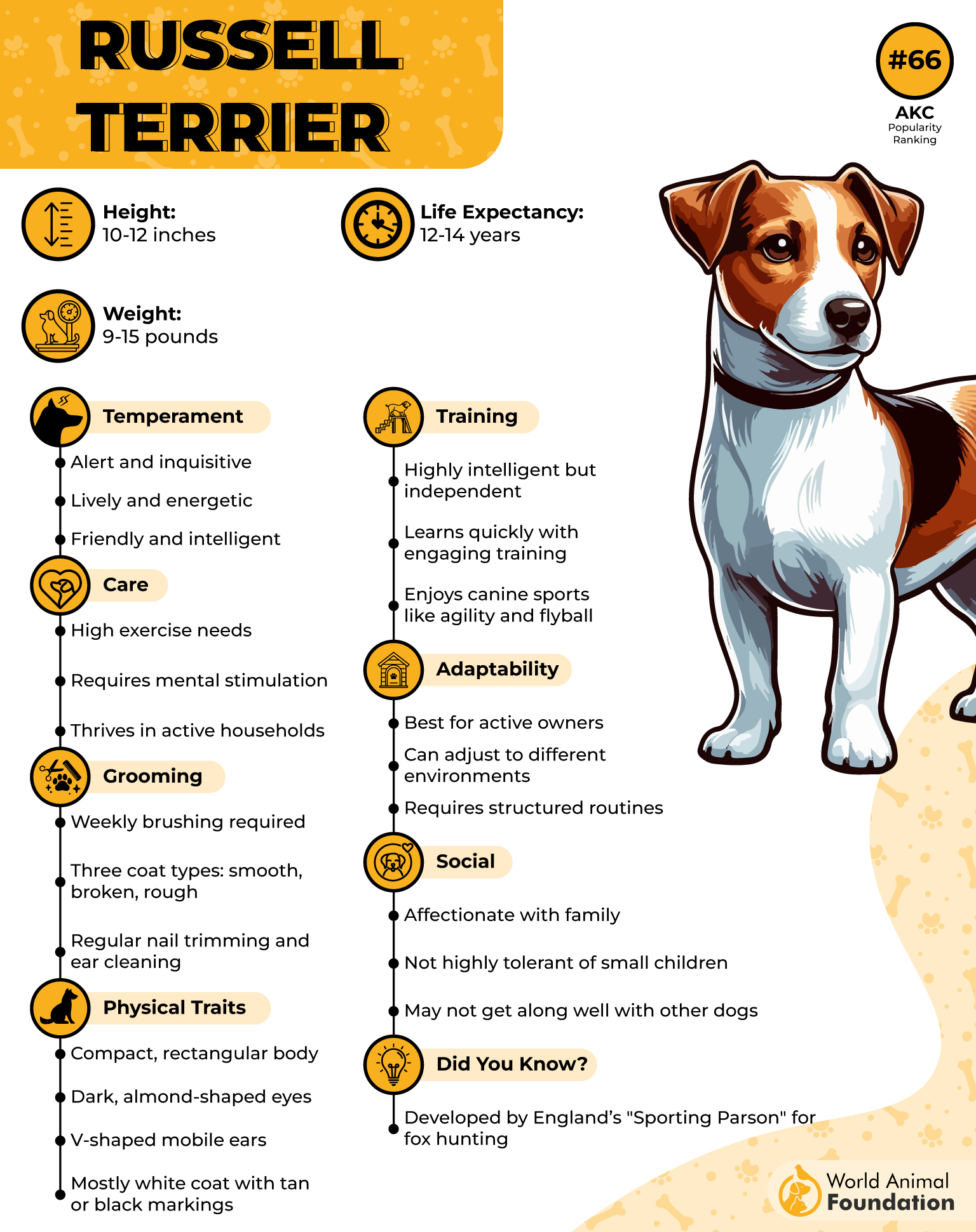 Russell Terrier Profile