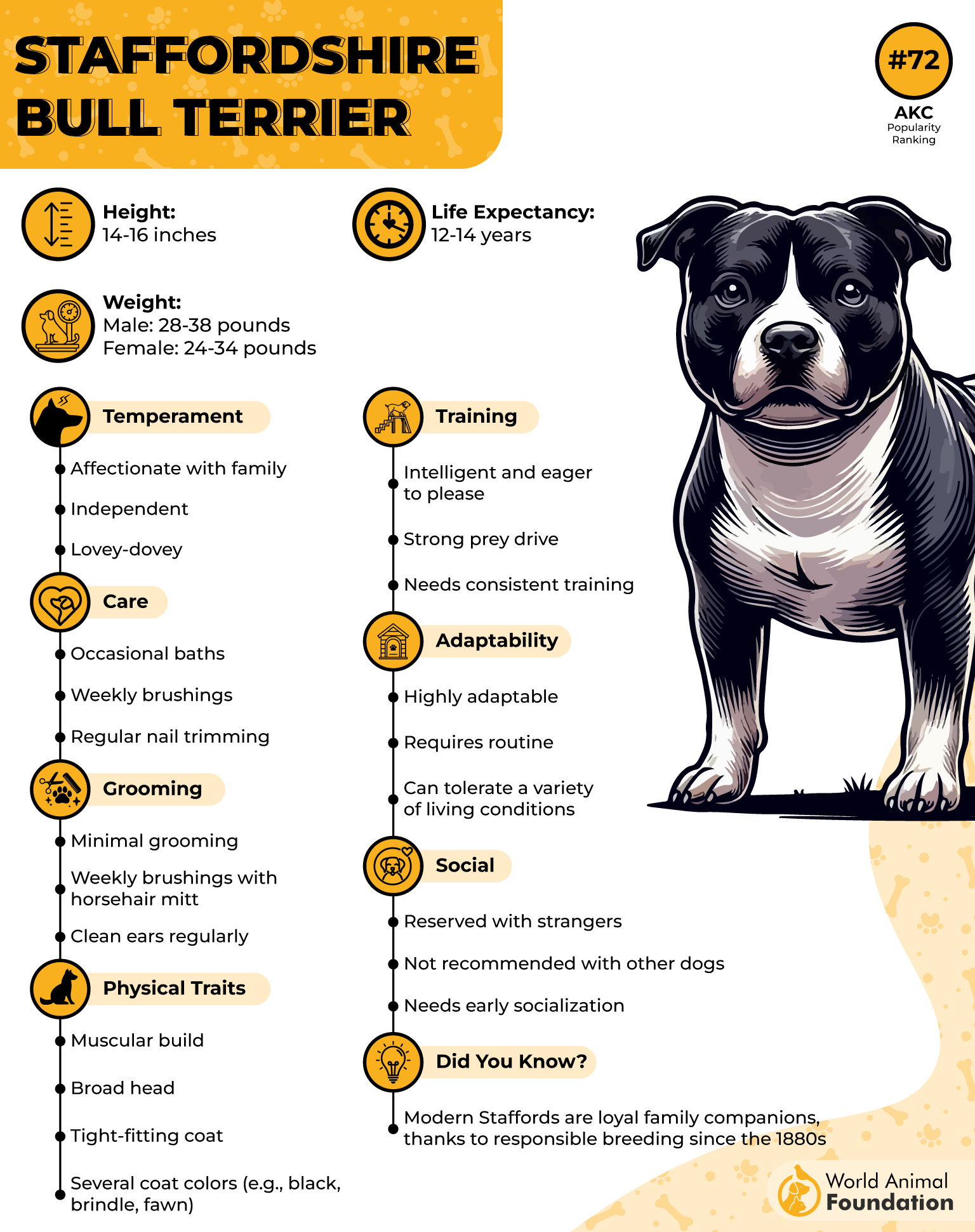 Staffordshire Bull Terrier Profile